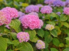 -天津医科大学肿瘤医院(本部院区)