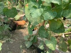 -马陆小张葡萄园农家乐