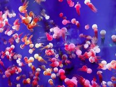 -成都浩海立方海洋公园