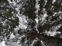 -塞罕坝国家级自然保护区