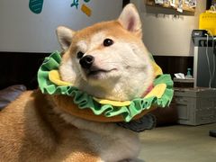 -逗柴咖啡屋·狗咖猫咖宠物桌游