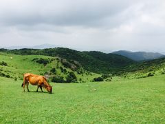 -大姆山草场