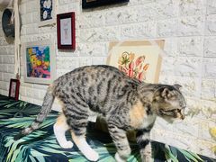 -平行世界·猫咖(首经贸店)
