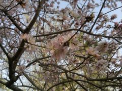 景点-南汇桃花村