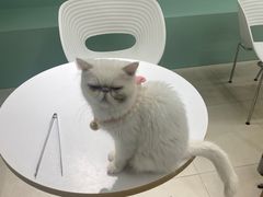 -怪兽屋·羊驼·猫咖·狗咖(俊华广场店)