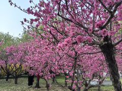 -莲花池公园