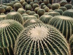 -南山植物园