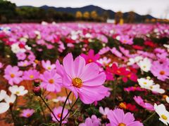 -天适樱花悠乐园