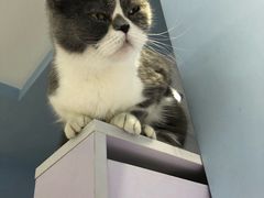 -喵的天空名猫咖啡馆·撸猫·猫舍·用品