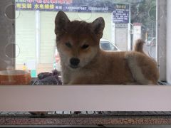 -柴犬高等学院·狗咖·柴犬售卖·宠物训练