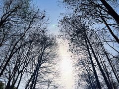 -上海共青森林公园