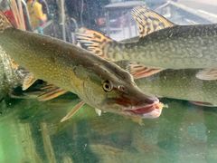 -煲来饱去冷水鱼