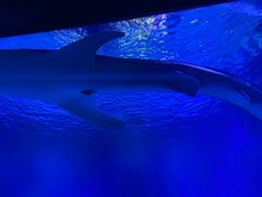 -烟台海昌鲸鲨海洋公园