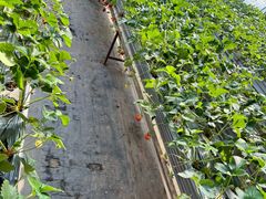 -甜心庄园·甜心草莓采摘园(西青中北店)