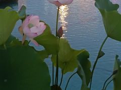 -秋水广场音乐喷泉