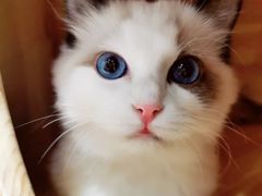 -藏猫猫咖啡主题馆(中央大道店)