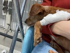 -北京派仕佳德动物医院·超导核磁·CT·神经科·骨科·内外科·急重症管理中心