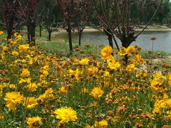 -大兴滨河森林公园