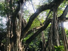 -瑞丽独树成林风景区