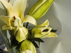 -金陵花卉交易市场