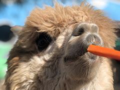 -鄂尔多斯野生动物园