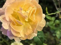-蘇河湾·新鲁菜·泰山宴(泰山店)