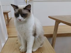 -李小姐の猫咖啡馆(五角场店)