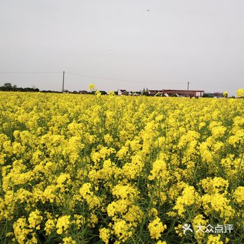 远远的望过去金灿灿的油菜花海里攒动着人头
