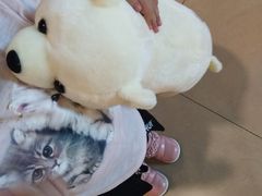 -PAWTOY爪e玩偶店(天兴罗斯福店)