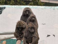 -西霞口神雕山野生动物世界