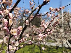 -新虹桥中心花园