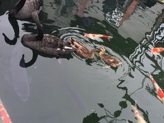 -湖鲜楼