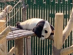 -沈阳森林动物园