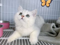 -翊宠yipet猫狗购宠庄园犬舍•猫舍