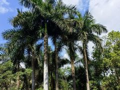 -南宁良凤江国家森林公园