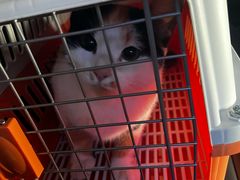 -瑞派名望24h动物医院异宠专科·猫专科·骨科·重症监护分院