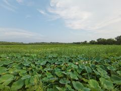 -西青郊野公园