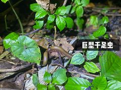 -中国科学院西双版纳热带植物园