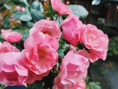 -大妙火锅·非物质文化遗产(东湖公园店)