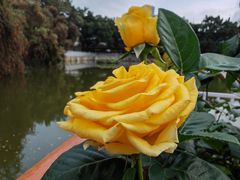 -人民公园(罗湖区)