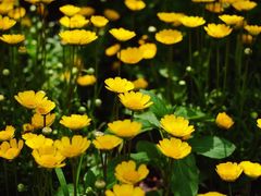 -国家植物园南园