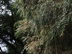 -杭州植物园