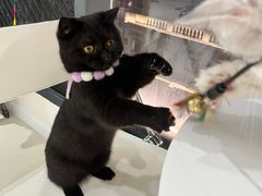 -怪兽屋·羊驼·猫咖·狗咖(俊华广场店)