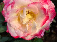 -人民公园(罗湖区)