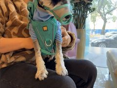 -瑞派申生动物医院·24H夜诊·国际动物医疗中心·骨外科(吴中路店)