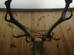 -北京麋鹿生态实验中心