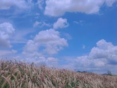 -光明小镇欢乐田园