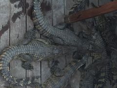 洞里萨湖-洞里萨湖