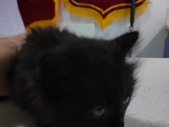 -西安京西宠物医院·瘫痪·疑难杂症