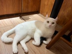 -有猫主题·治愈系猫咖(曾厝垵店)